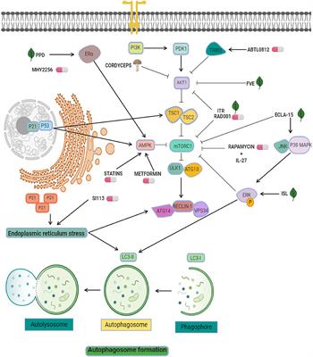 Autophagy Machinery as a Promising Therapeutic Target in Endometrial Cancer